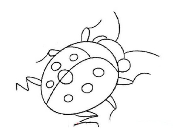 Insect simple drawing: seven-star ladybug