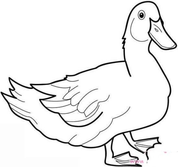 Simple drawing about duck