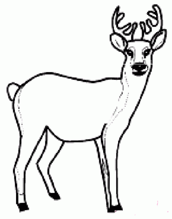 Simple drawing pictures about deer