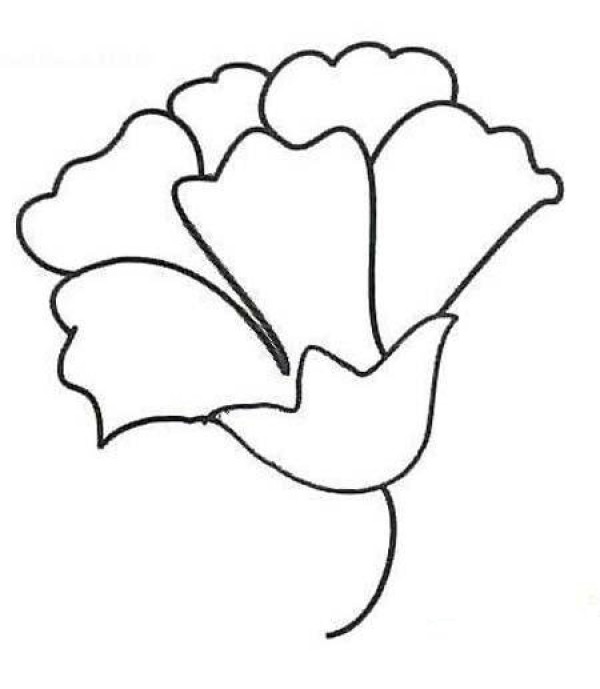 Kindergarten Carnation Flowers Simple Drawing Picture