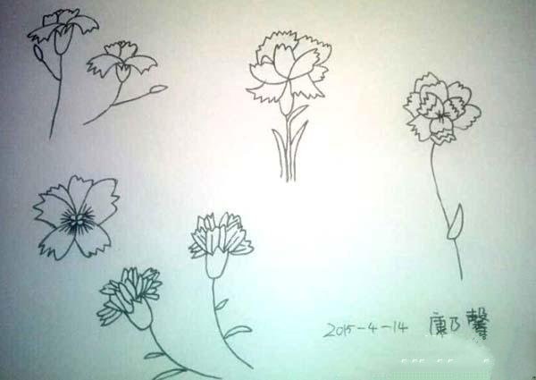 A complete collection of simple drawing pictures of carnations in various forms