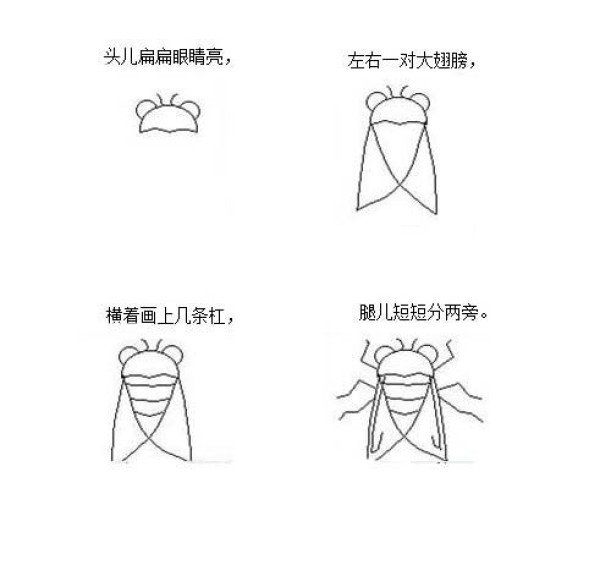 Cicada simple drawing tutorial