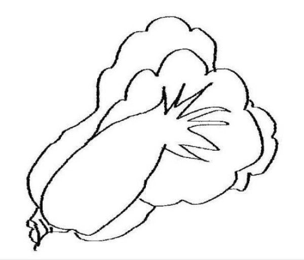 Childrens simple drawing pictures of Chinese cabbage