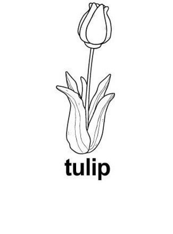 Simple strokes of tulips