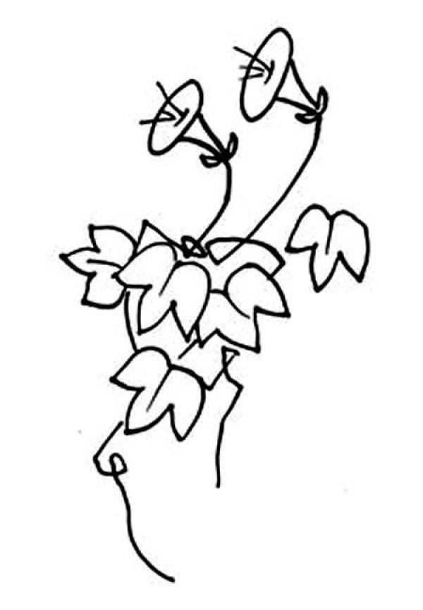 Morning glory vine simple drawing picture