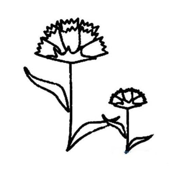 Simple drawing pictures about carnations