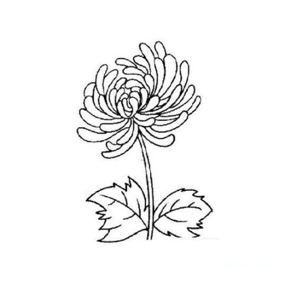 Flower simple drawing: chrysanthemum