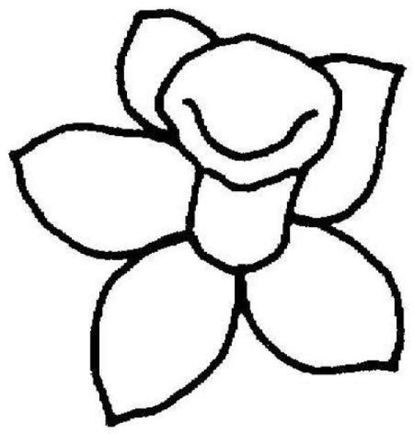 Daffodil flowers simple drawing pictures