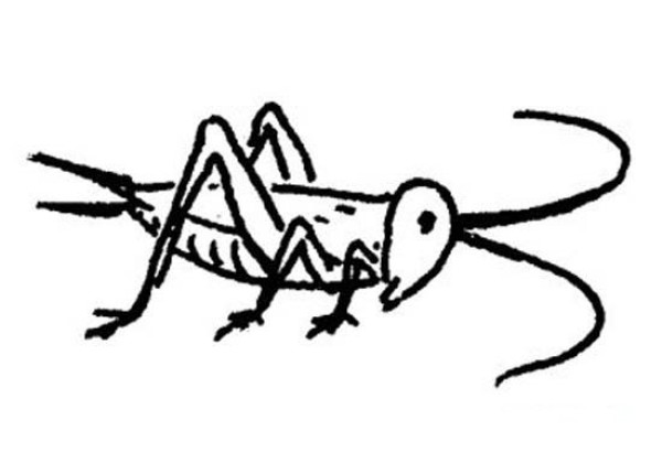 Childrens simple drawing pictures of insects: cricket