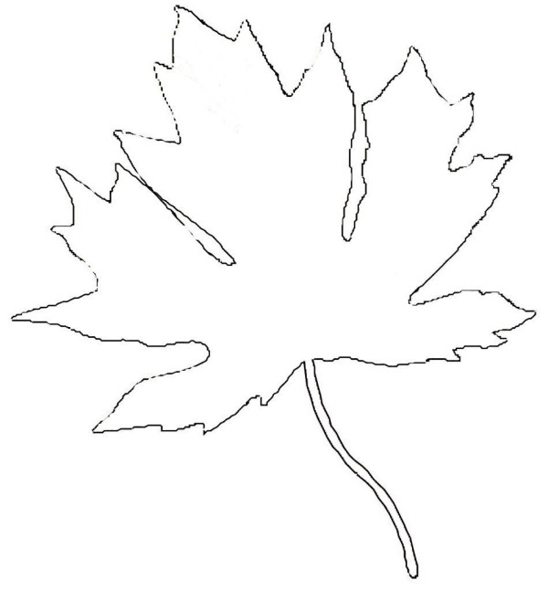 Maple leaf simple strokes