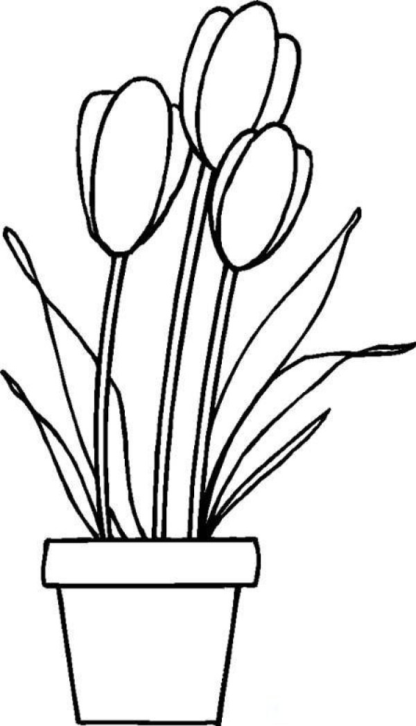 Tulips in a flowerpot simple drawing picture