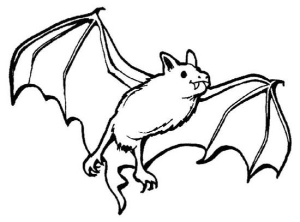 Childrens simple animal drawing pictures: bat