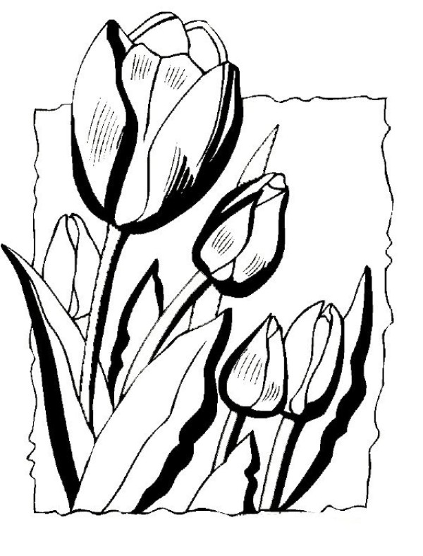 Simple strokes of tulips