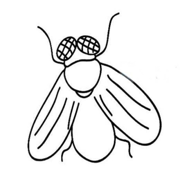 Childrens simple drawing pictures of flies