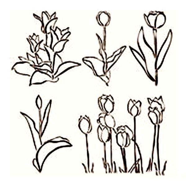 A complete collection of simple drawing pictures of multiple varieties of tulips