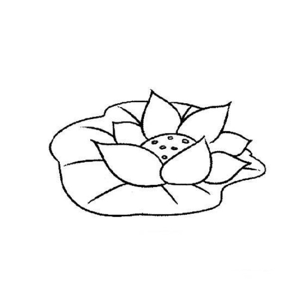 Beautiful simple drawing of lotus and lotus leaves