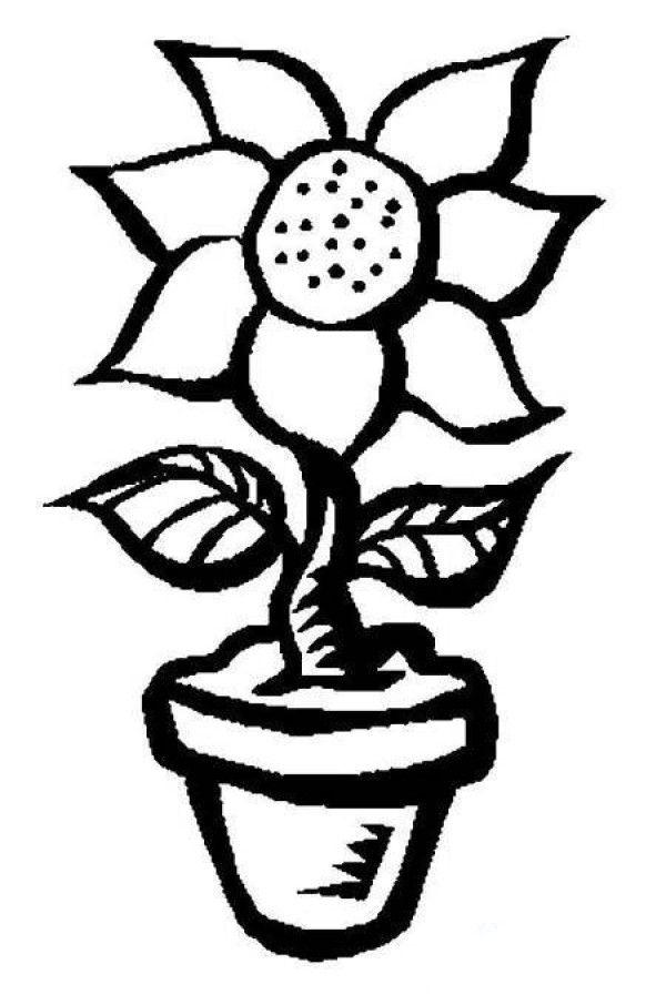 Simple drawing picture of a pot of sunflower flowers