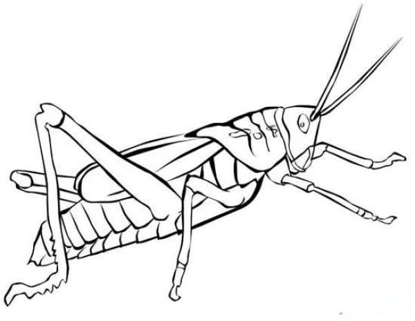 Simple drawings of locusts drawn by primary school students