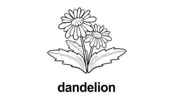 Childrens simple drawing pictures of dandelion flowers