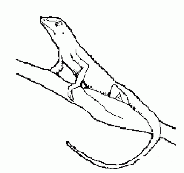 Simple drawing picture of lizard on tree