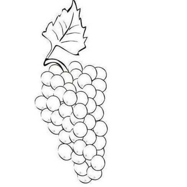 Simple drawing of fruit: grapes