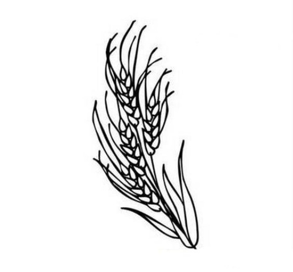 Simple drawing of wheat