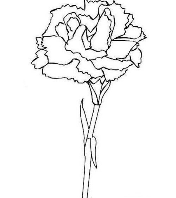 Mothers Day Carnation Simple Drawing Picture