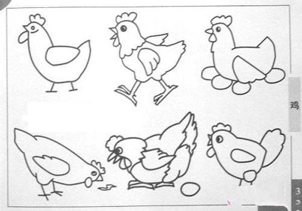 A complete collection of simple drawing pictures of chickens