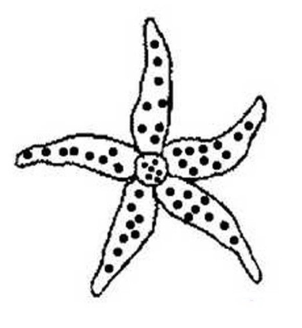 A complete picture of childrens simple strokes of starfish