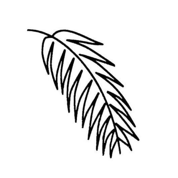 Coconut leaf simple strokes picture