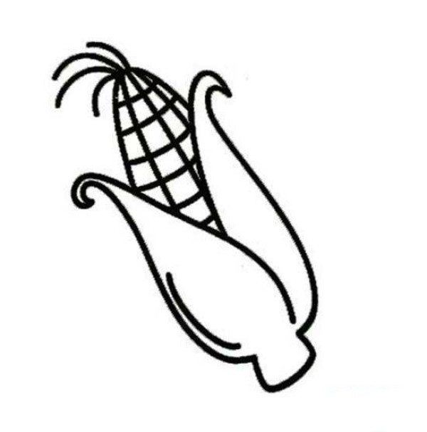 Simple drawing picture of a corn