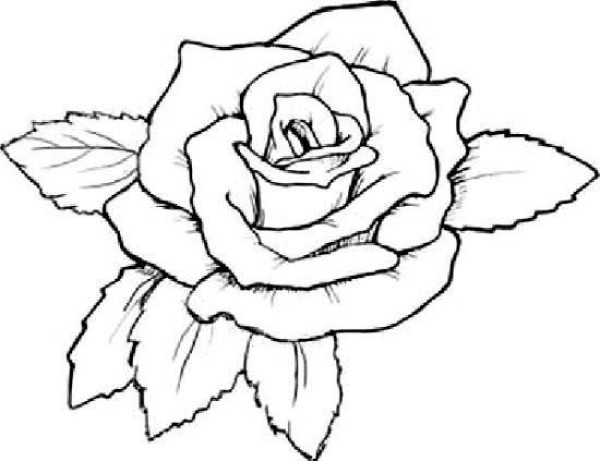 Simple strokes of blooming roses