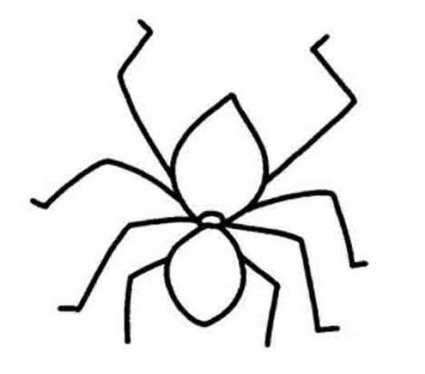 Line drawing hand drawn spider simple picture