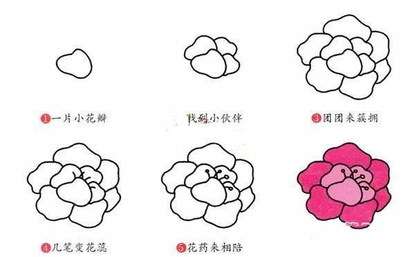 Steps to draw simple peonies: How to draw peonies