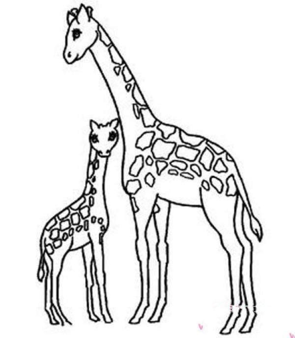 Simple drawing of a pair of giraffe mother and son