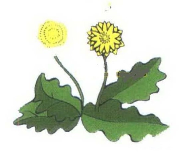 Primary school students' simple drawings of colorful dandelions