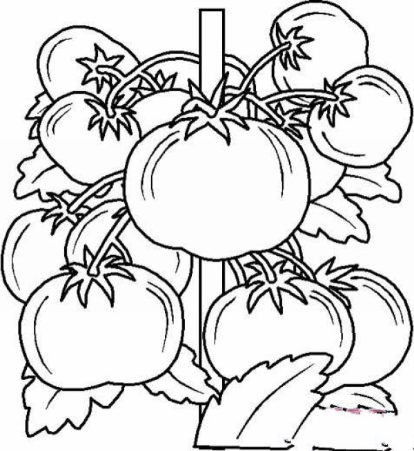 Simple drawing of tomatoes hanging from vines