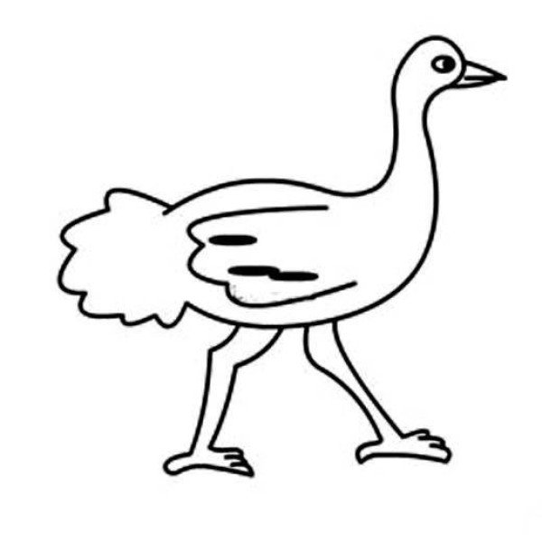 Simple picture of ostrich standing in kindergarten