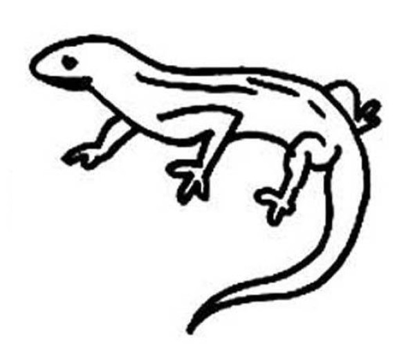 Childrens simple drawing pictures of lizards