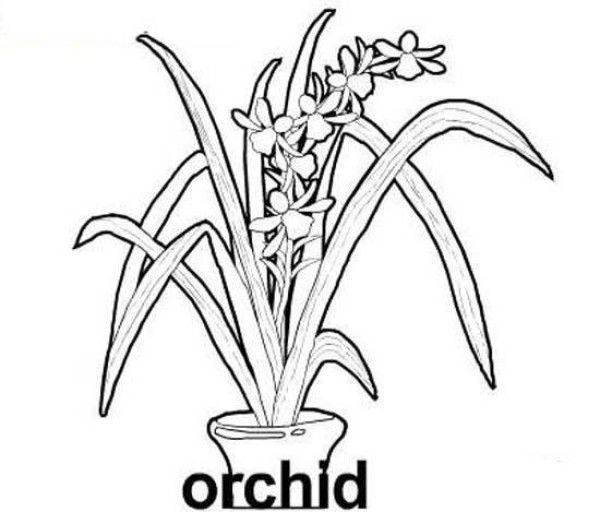 Simple drawings about orchids