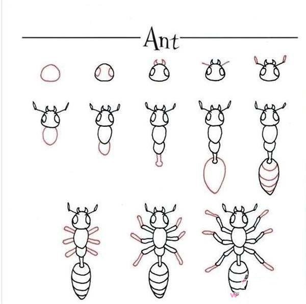 Illustration of how to draw ants in simple strokes