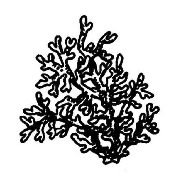 Childrens simple drawing picture of big coral