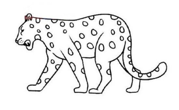 A simple picture of a leopard walking domineeringly