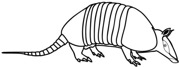 Armadillo simple strokes