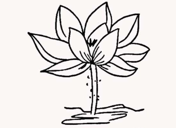 Flowering Lotus Simple Drawing Picture