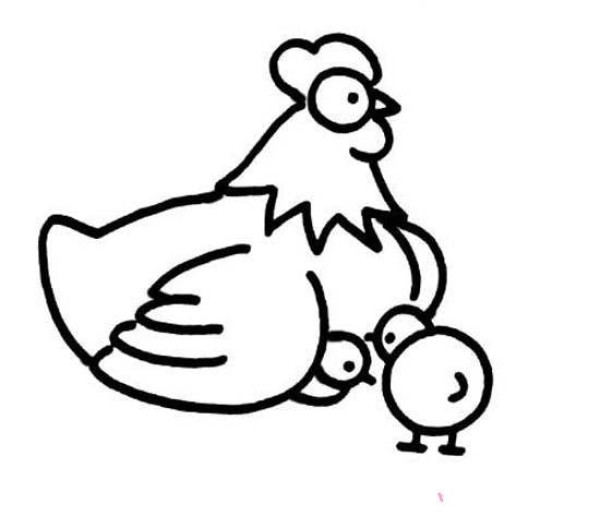 Simple drawing picture of mother chicken and chicks