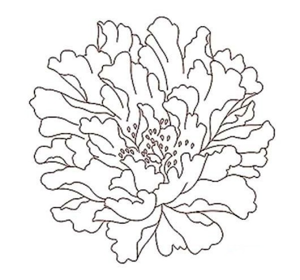 Simple sketch of peony flower