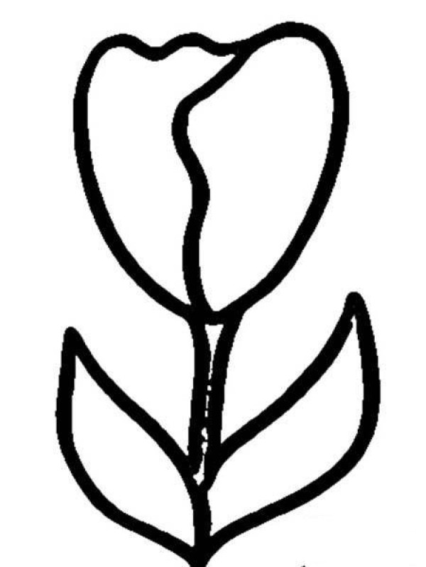 Kindergarten Tulip Simple Drawing Picture