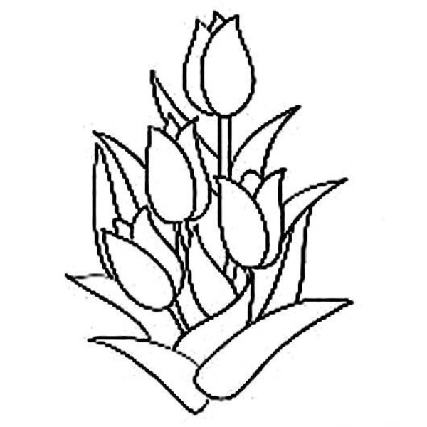 Simple drawing of tulip bouquet