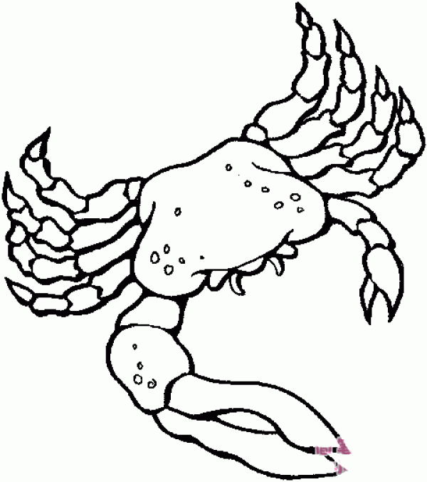 Complete picture of simple strokes of big crab